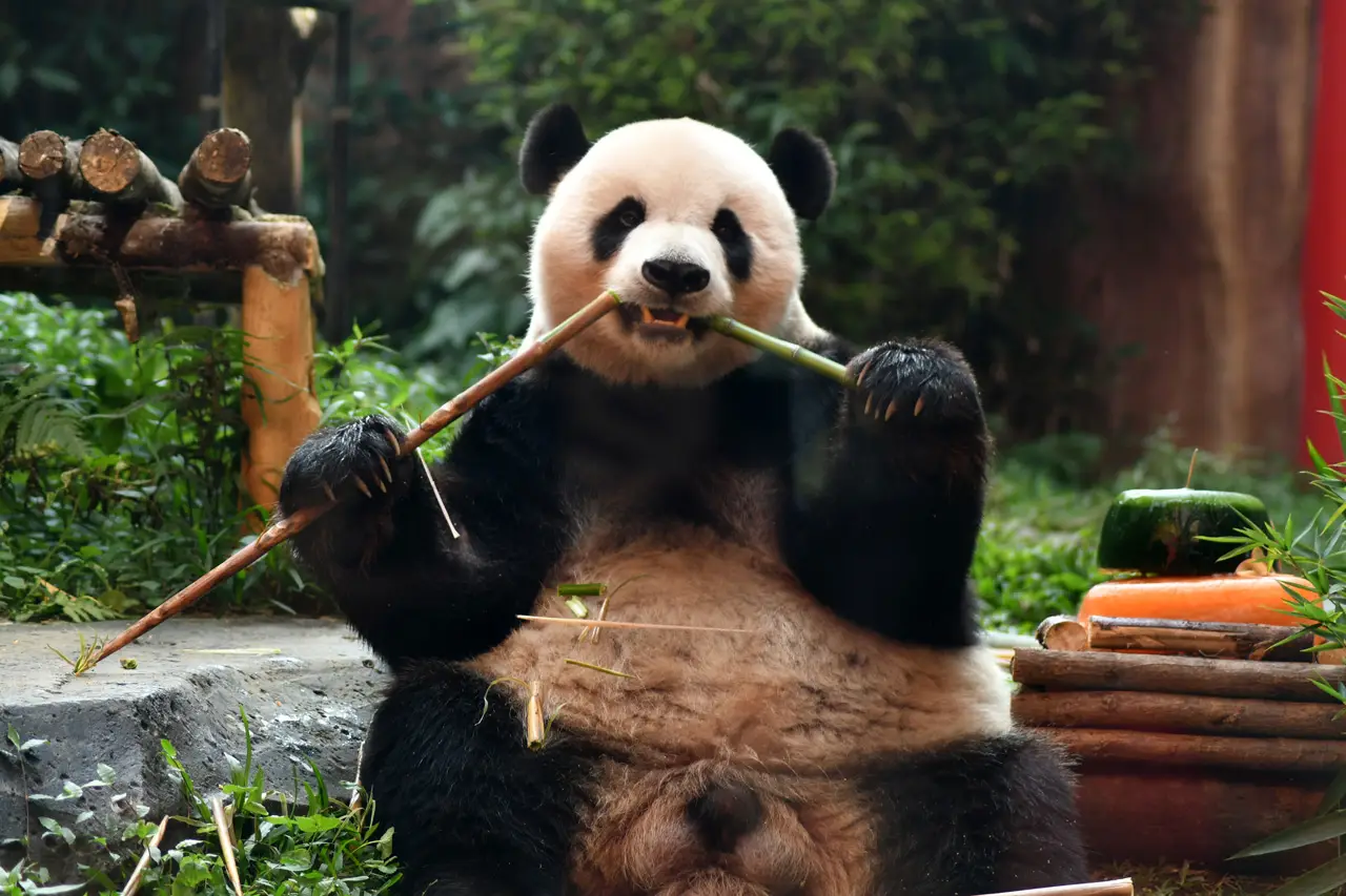 Giant Panda Cai Tao...
