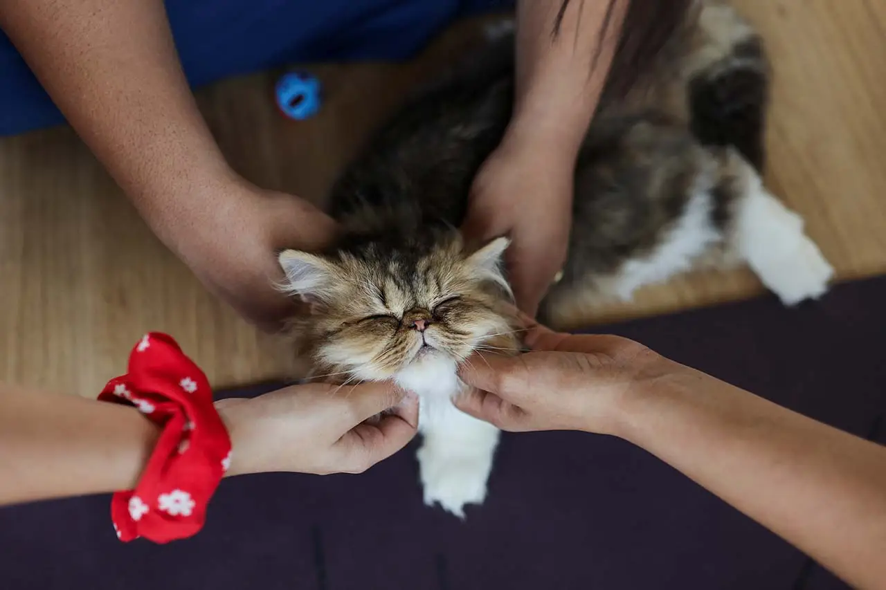 Yoga Sambil Pandangi...