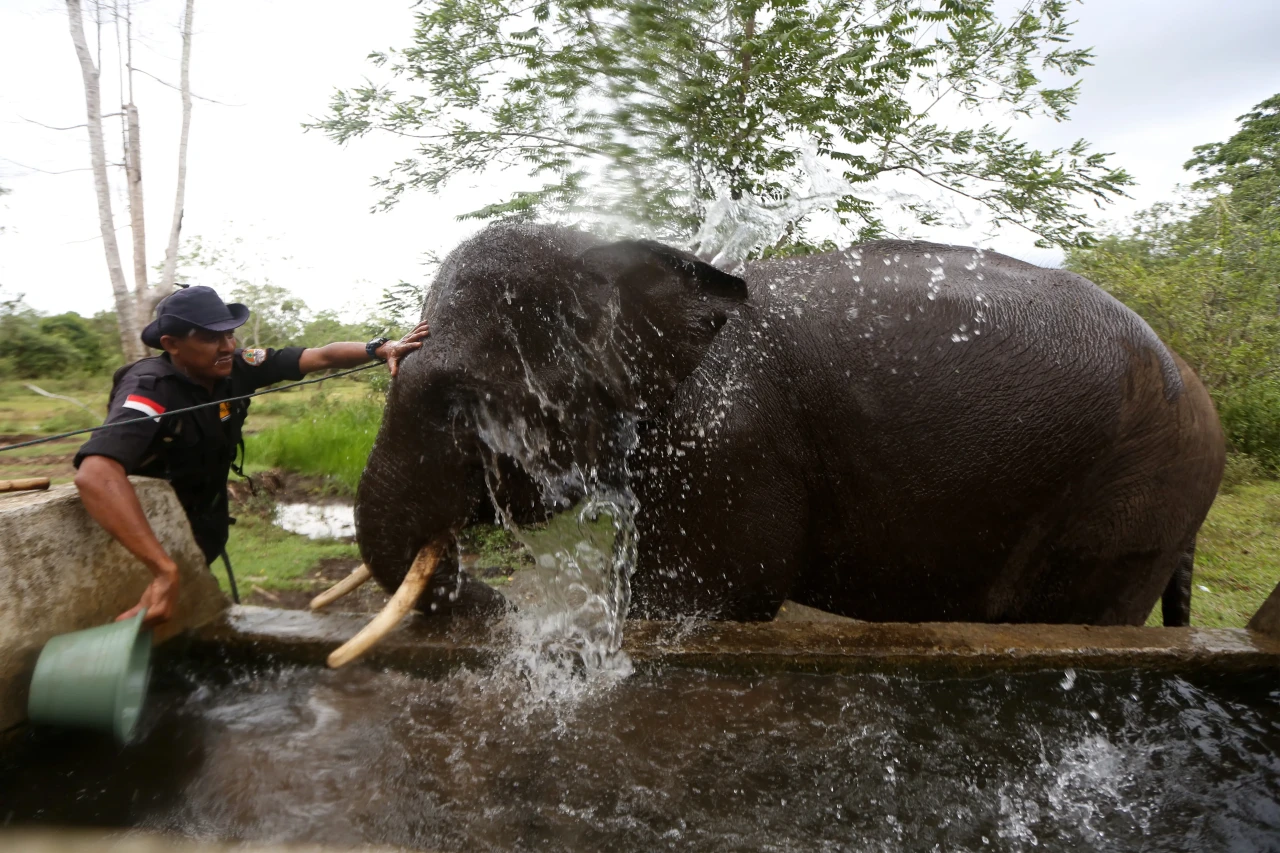 Perawatan Gajah Sumatera...