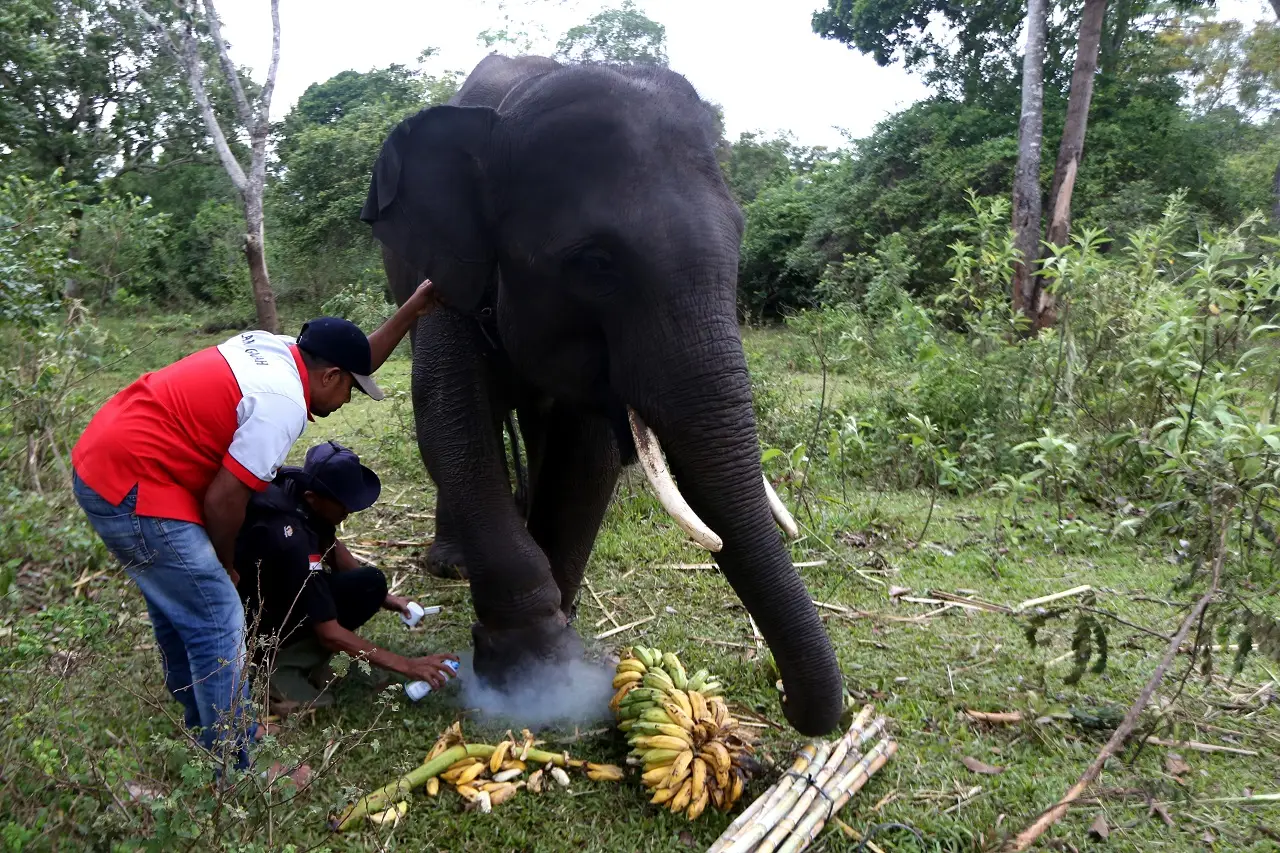Perawatan Gajah Sumatera...