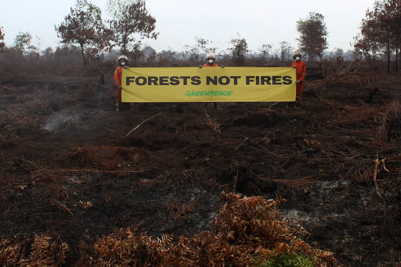 Greenpeace Indonesia...