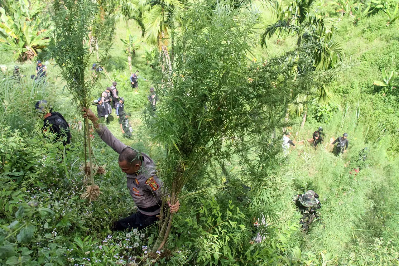 Pemusnahan Ladang Ganja...