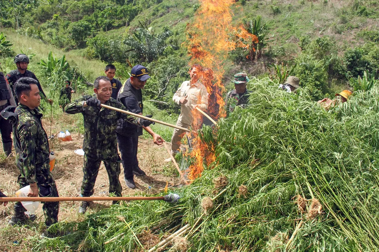 Pemusnahan Ladang Ganja...
