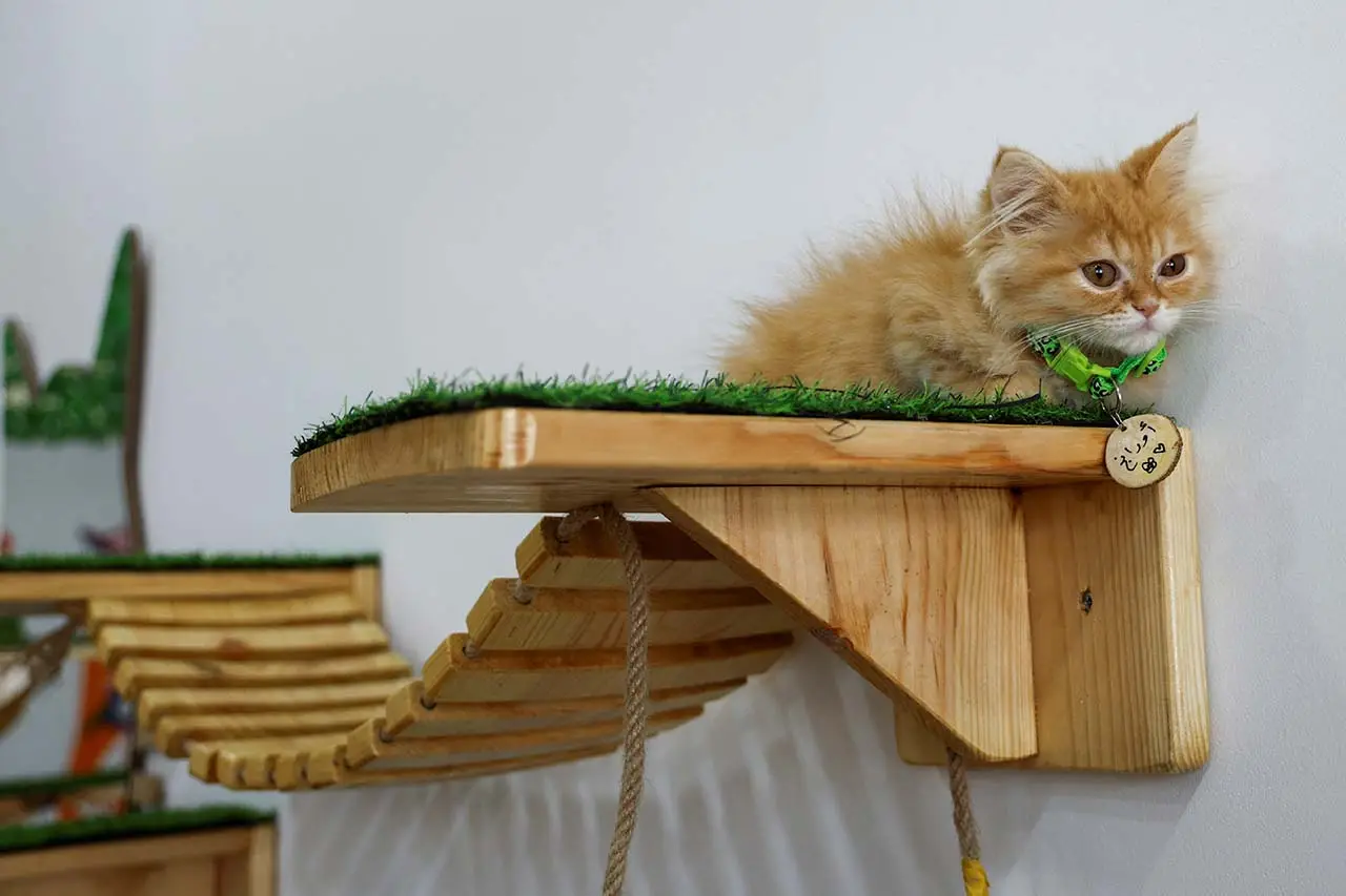 MEOW, Kafe Kucing Pertama...