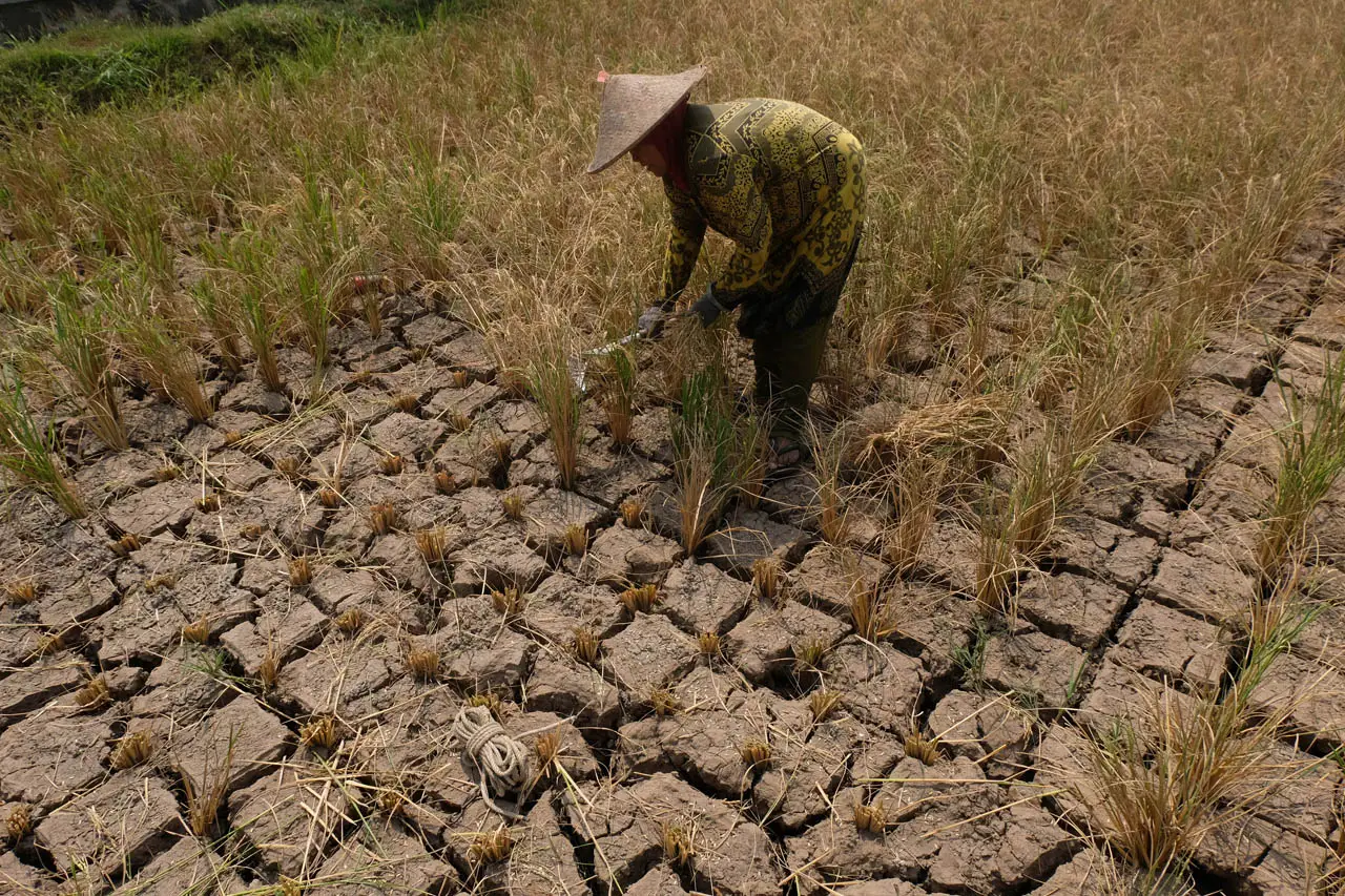 Akibat Kemarau, Petani...