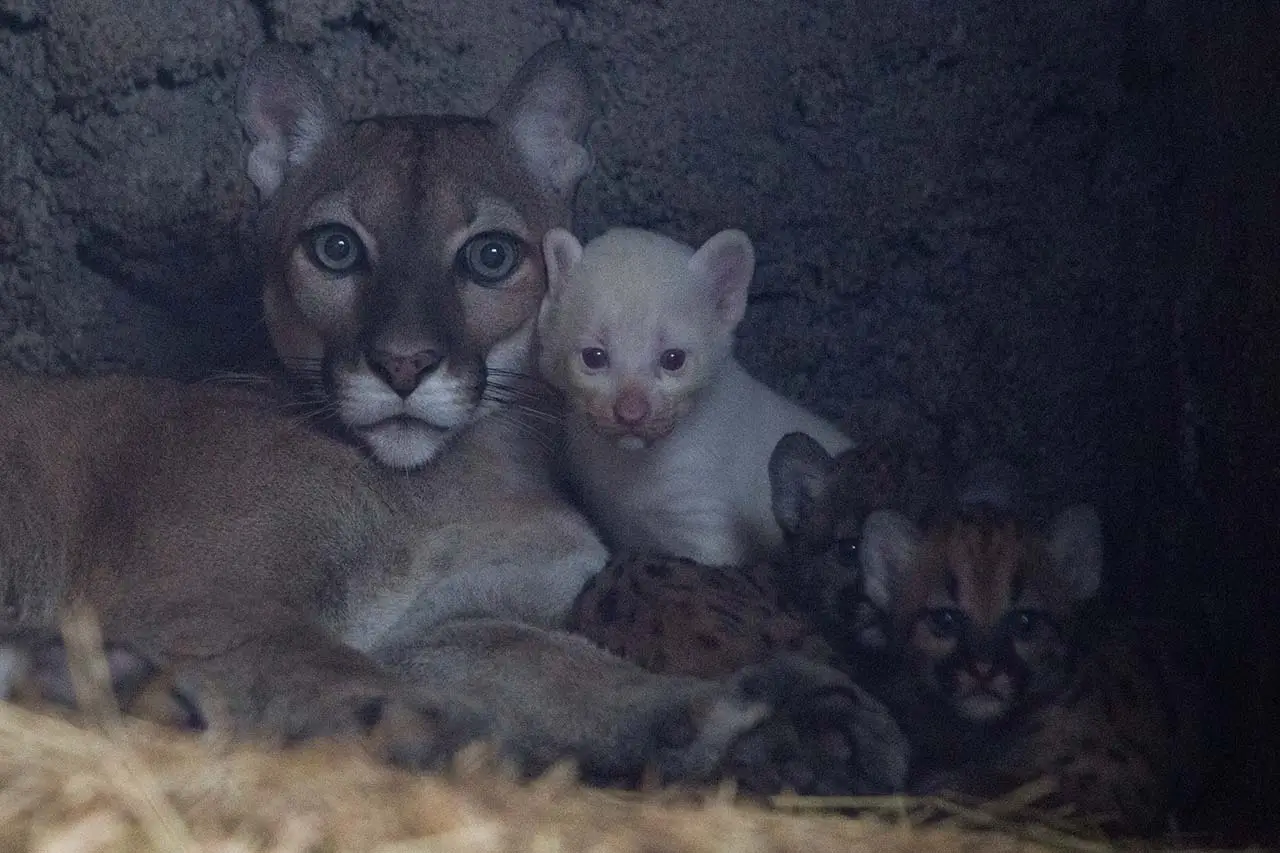 Imut, Anak Puma Albino...