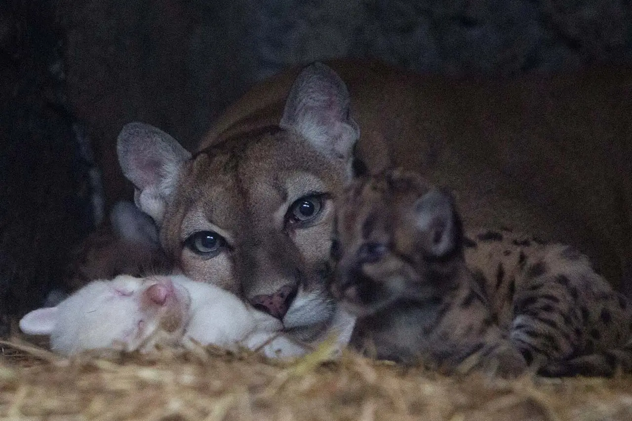 Imut, Anak Puma Albino...