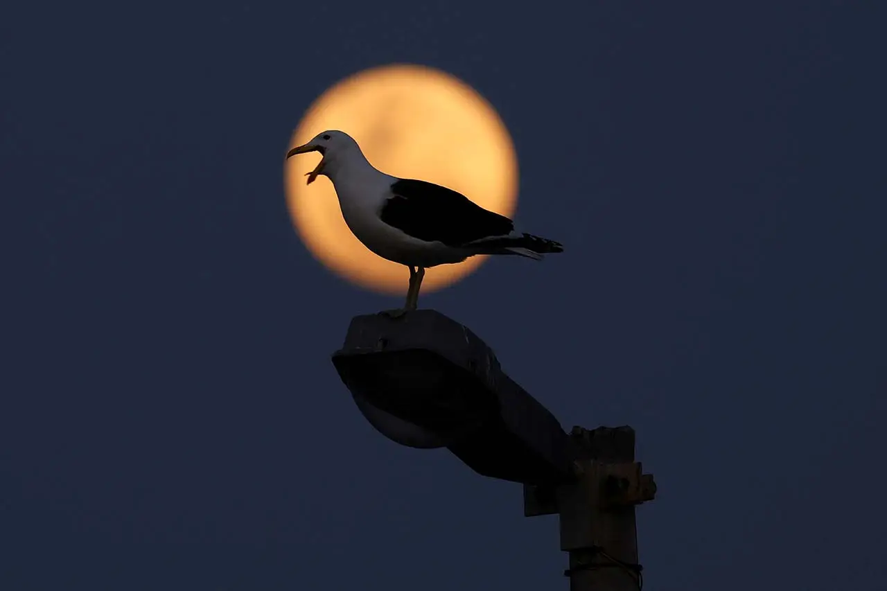 Super Blue Moon Pikat...