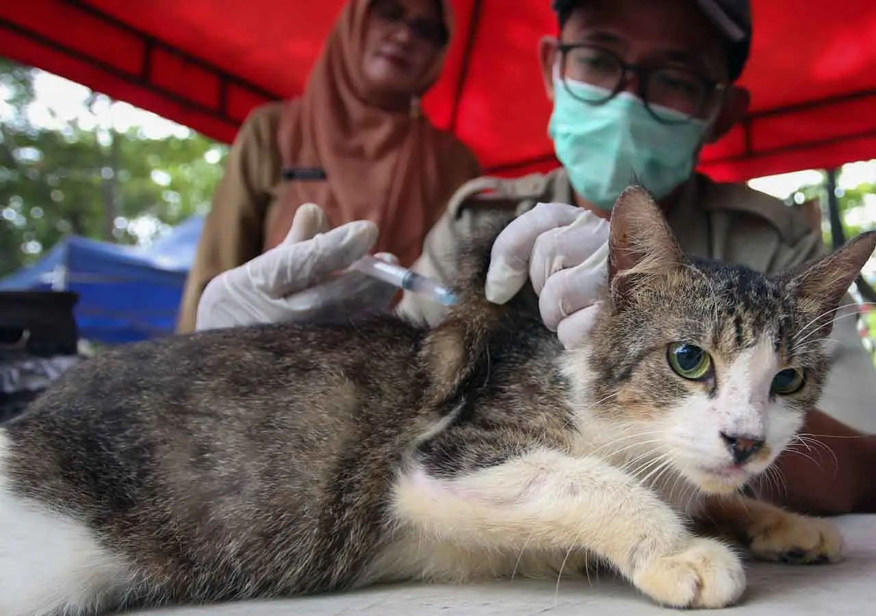 Vaksinasi Rabies Gratis...