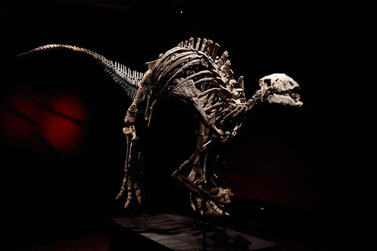 Kerangka Dinosaurus...