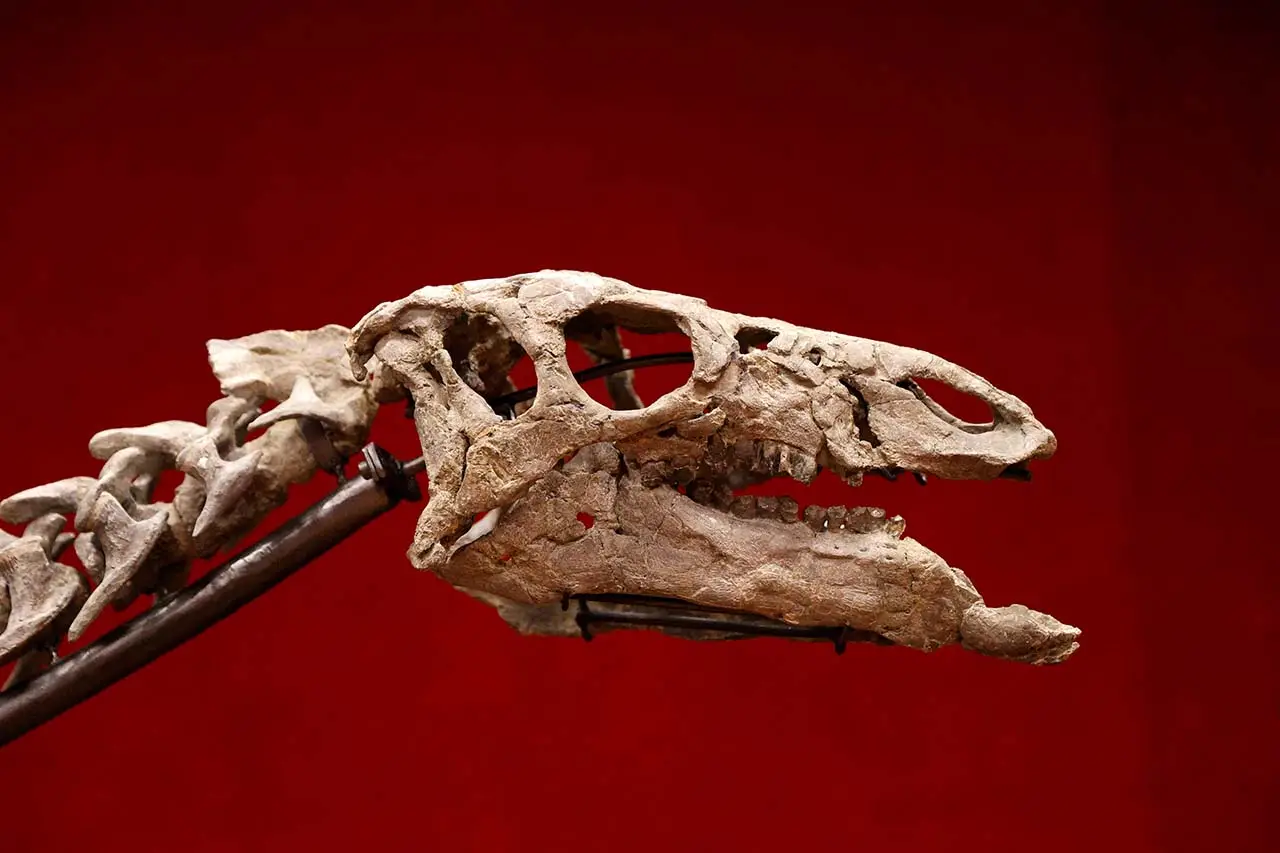 Kerangka Dinosaurus...