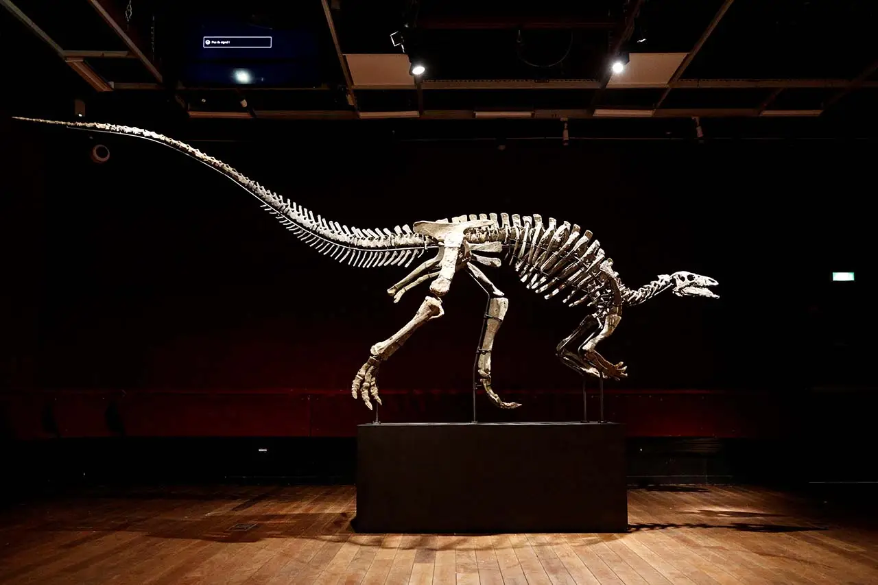 Kerangka Dinosaurus...