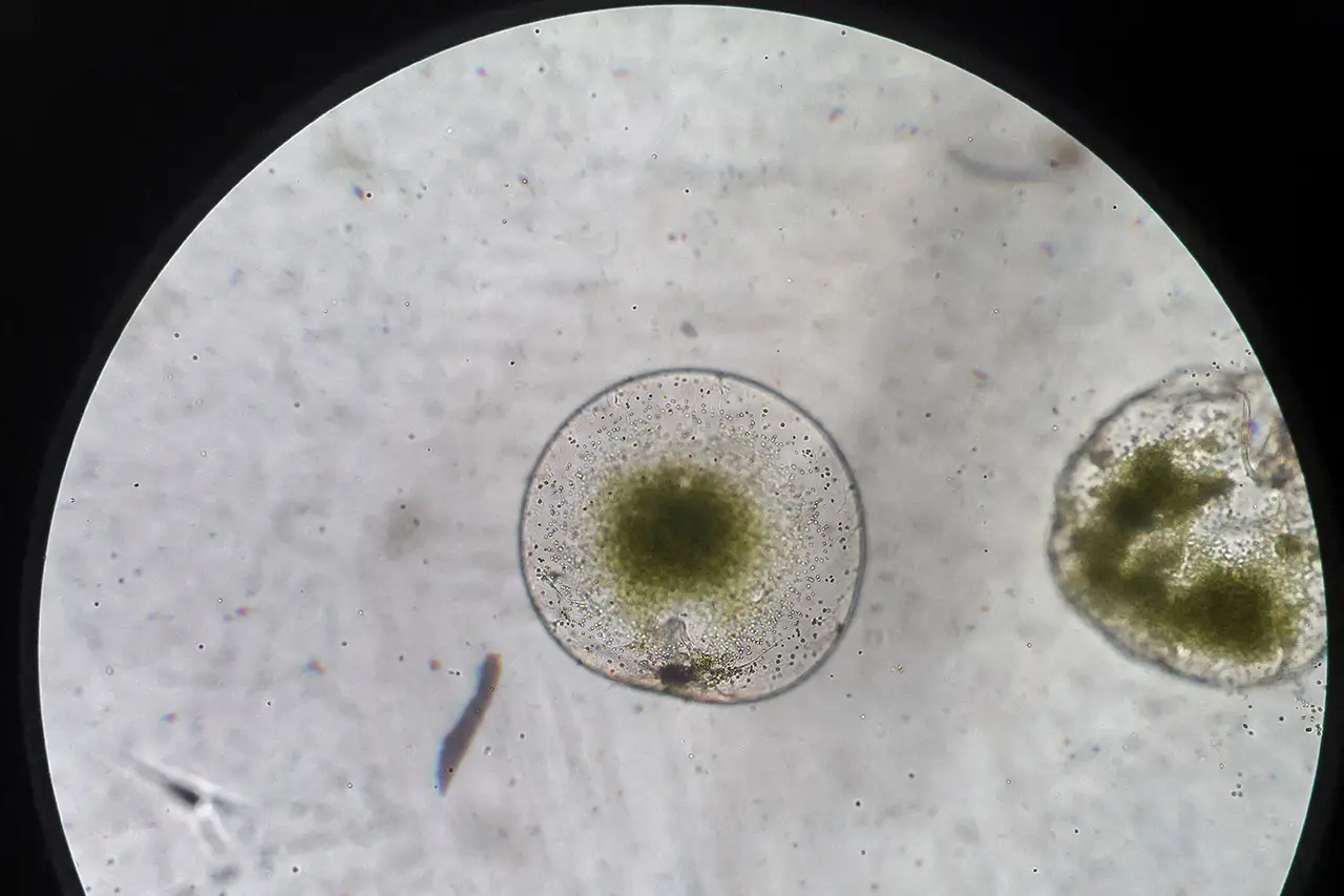 Diserbu Plankton, Perairan...