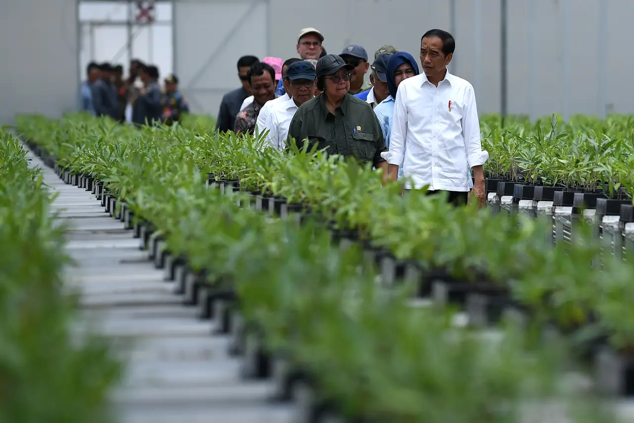 Presiden Tinjau Pembibitan...