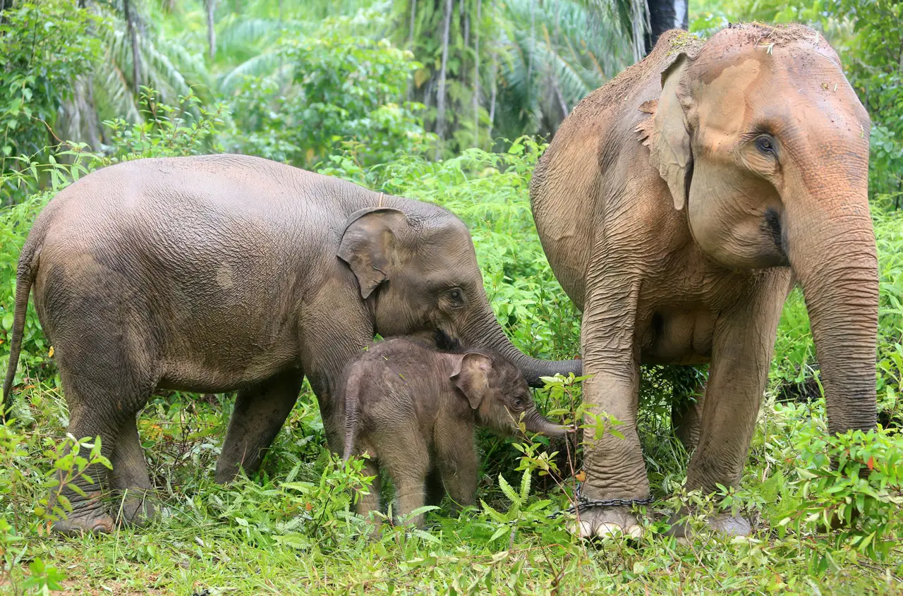 Kelahiran Bayi Gajah...