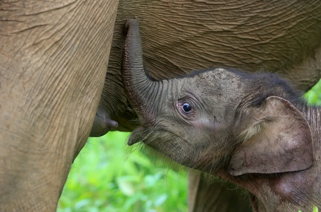 Kelahiran Bayi Gajah...