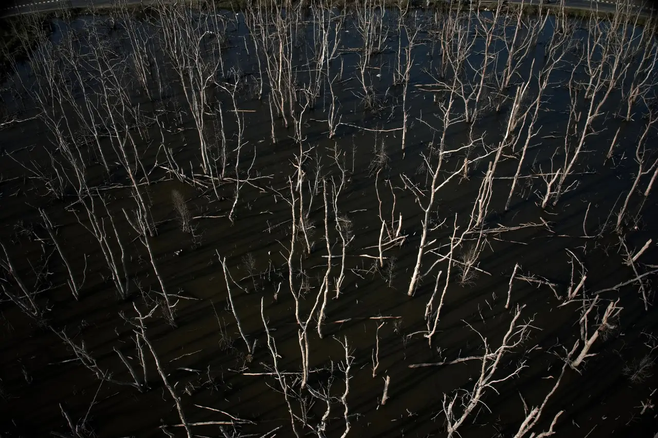 Ratusan Pohon Mangrove...