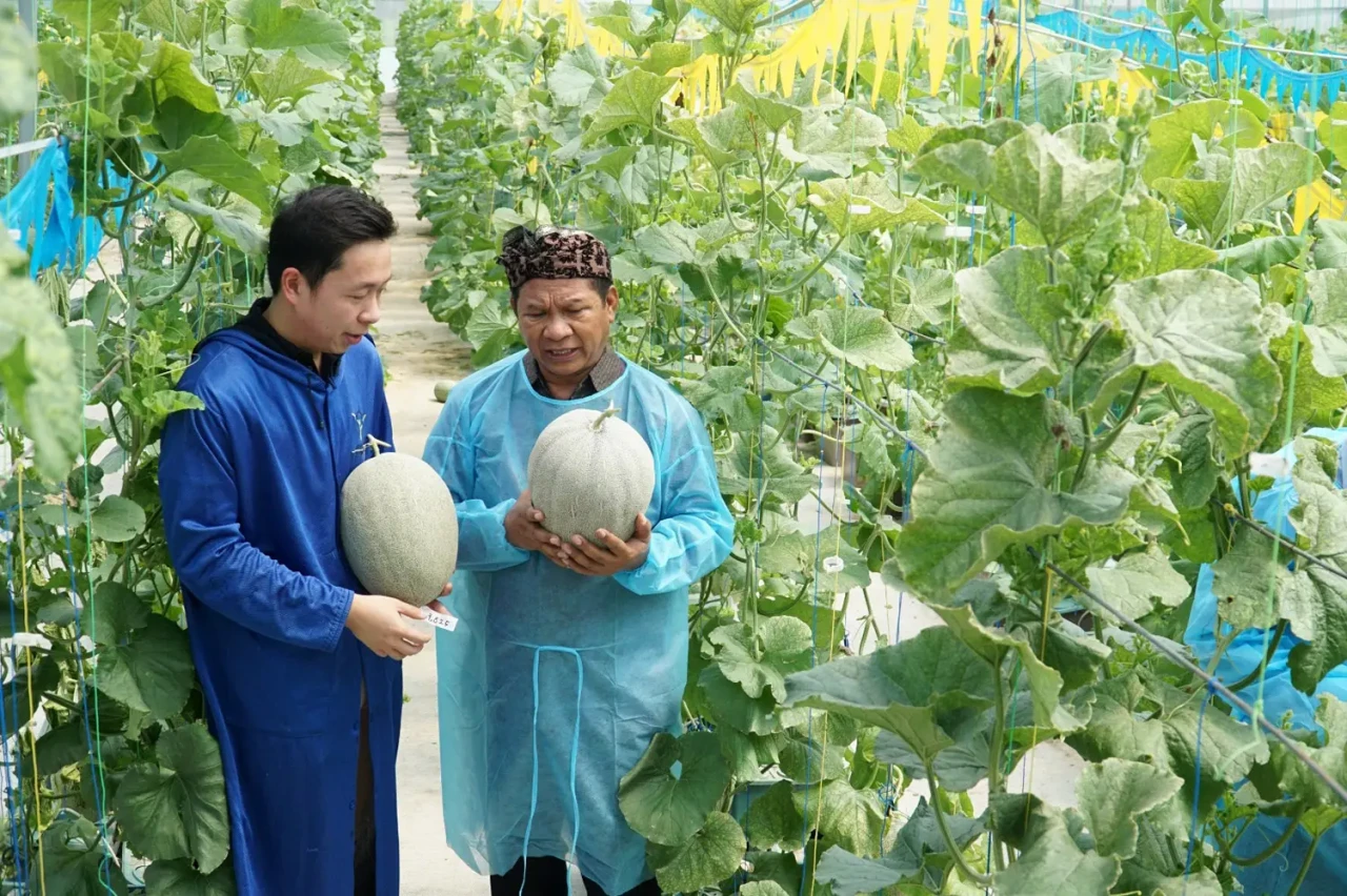 Penampakan Buah Melon...