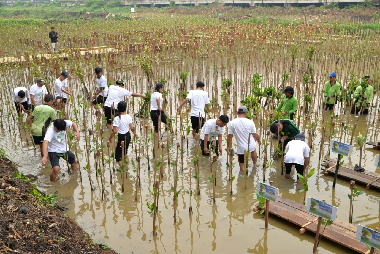 Tanam 1.000 Mangrove,...
