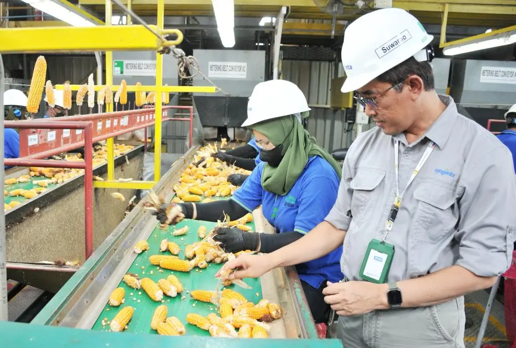 Penyediaan Benih Jagung...