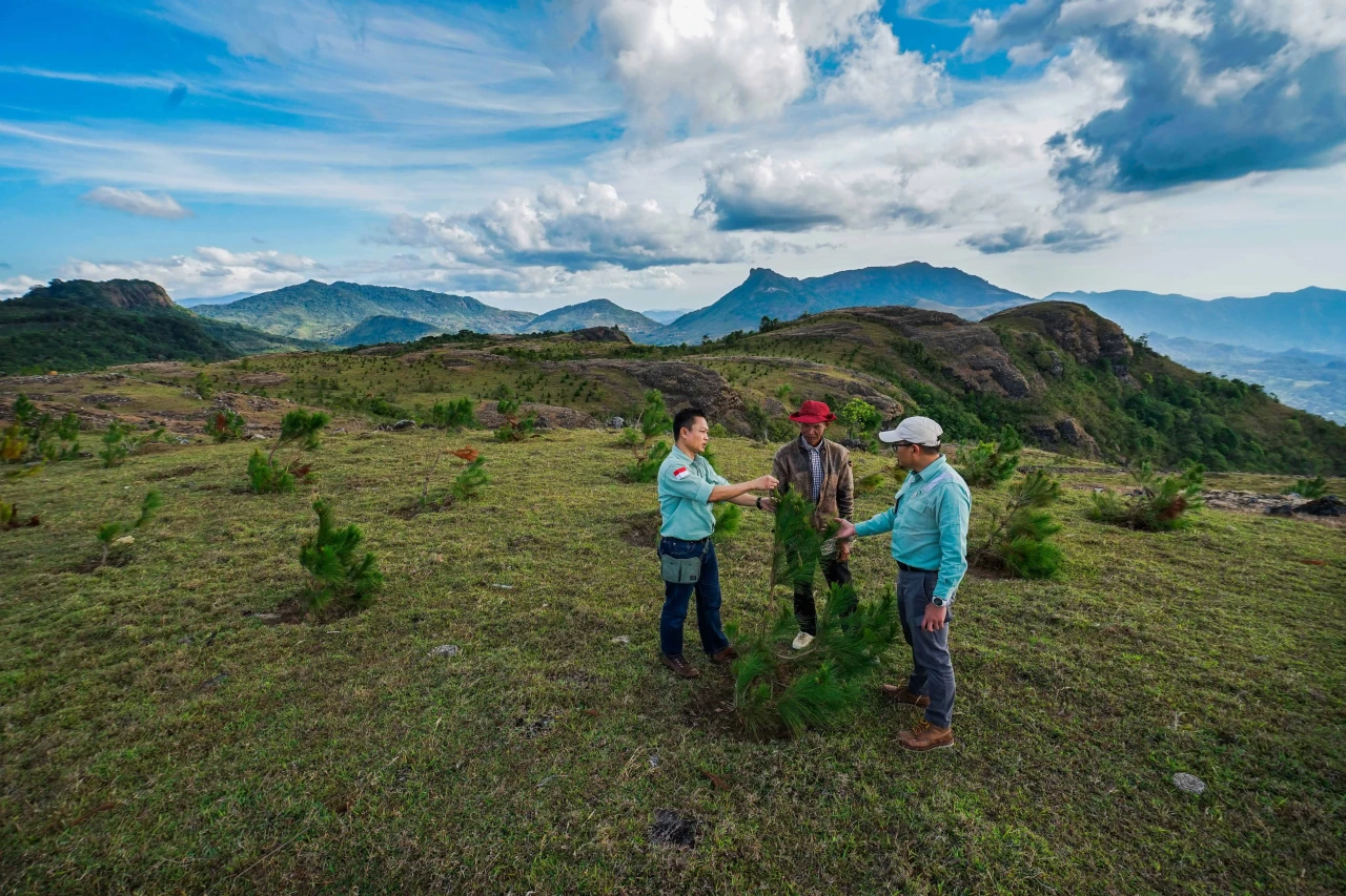 Melihat Penanaman Pinus...
