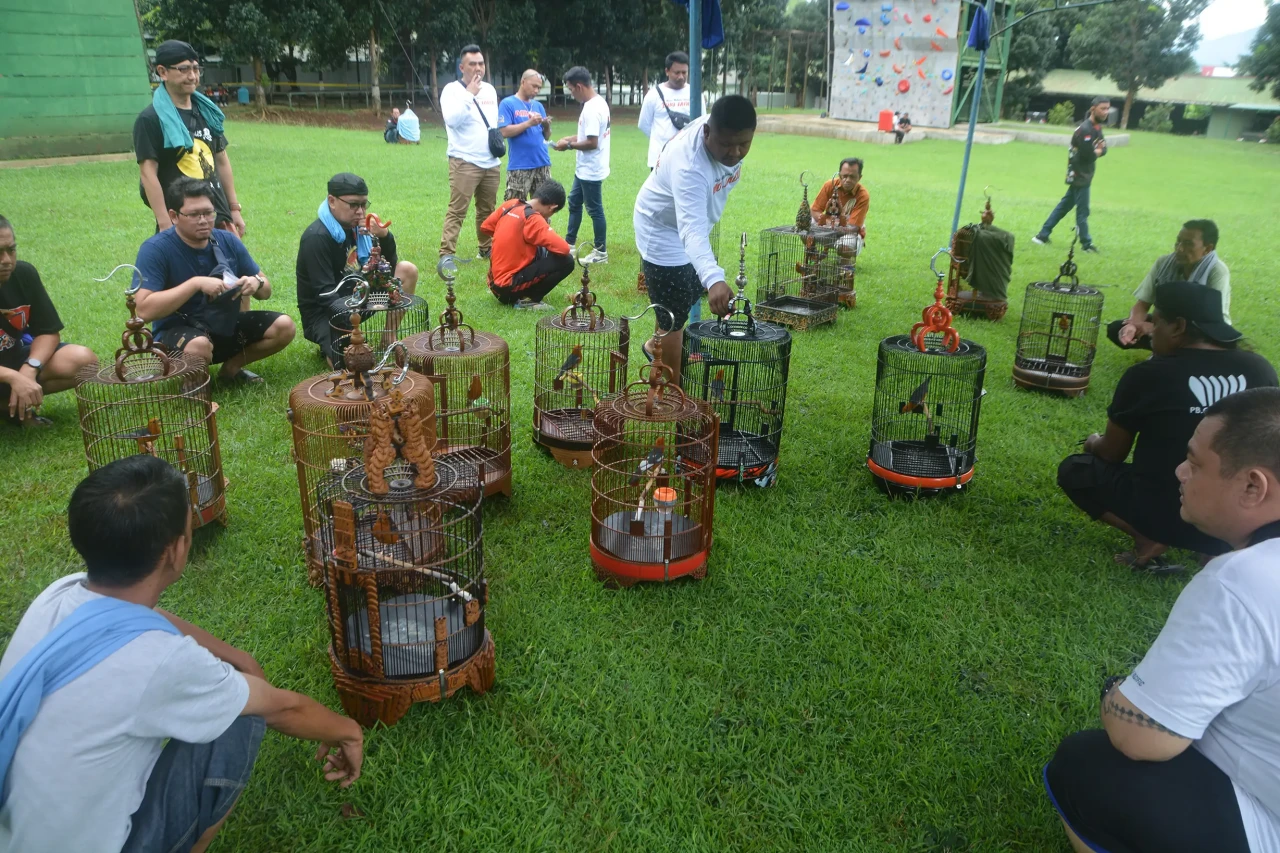 Serunya Lomba Kicau...