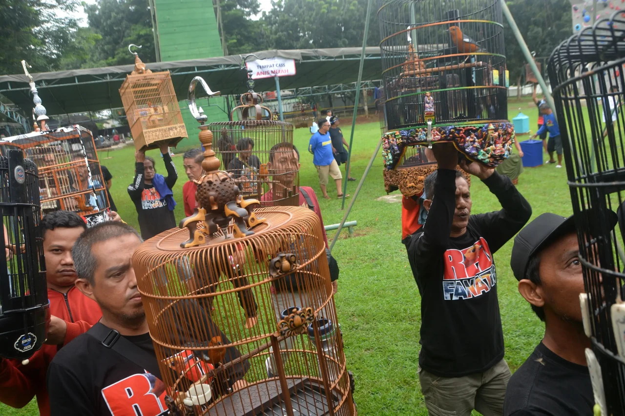 Serunya Lomba Kicau...