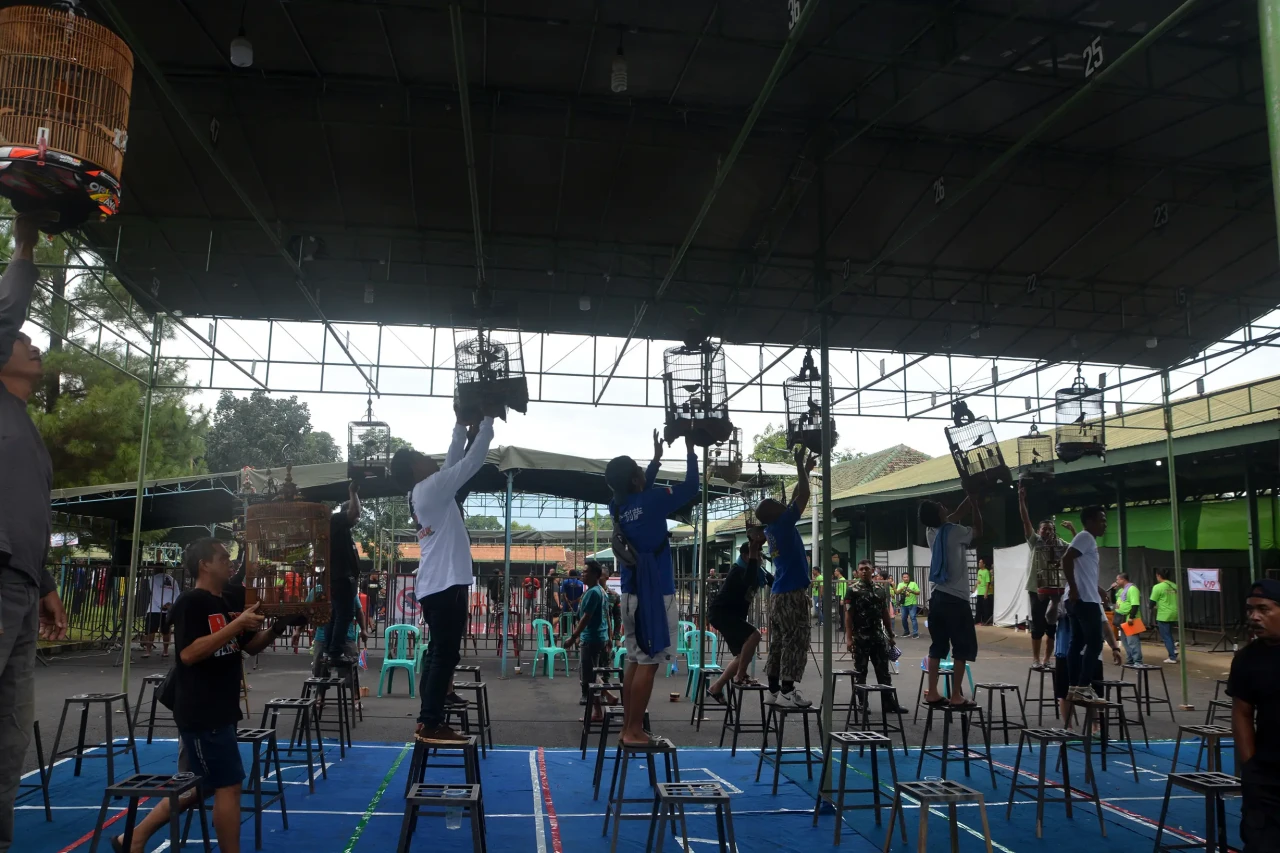 Serunya Lomba Kicau...
