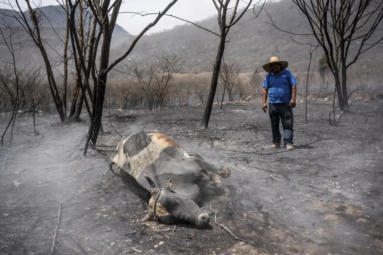 Kebakaran Hutan Meksiko...