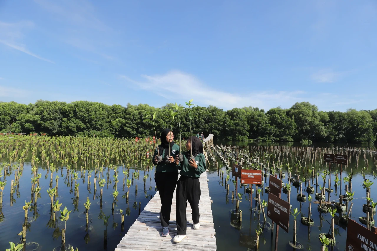 Aksi Penanaman Mangrove...