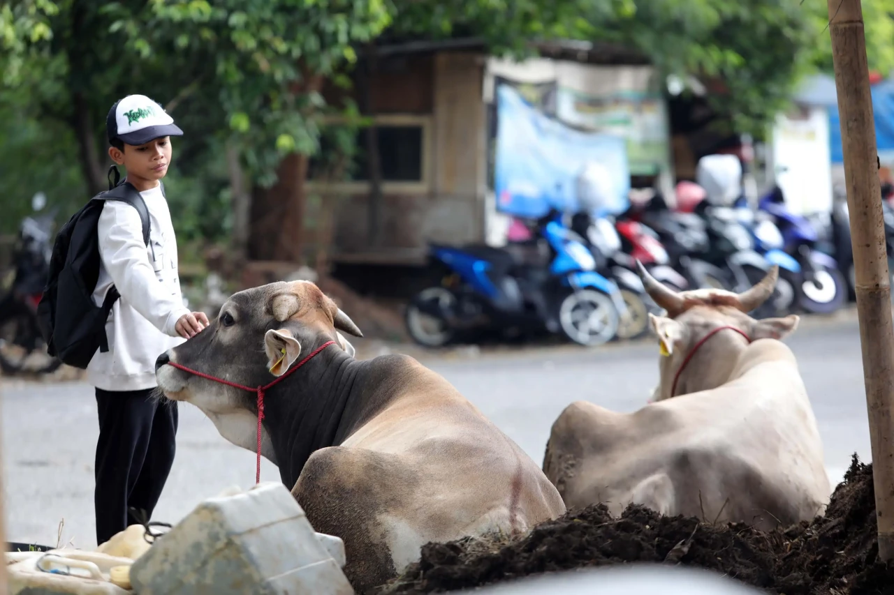 Penjualan Hewan Kurban...