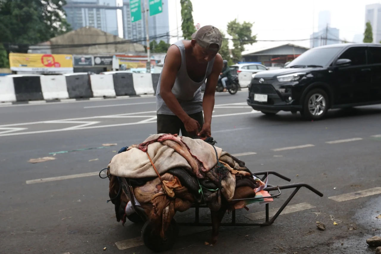 Pengepul Kulit Hewan...