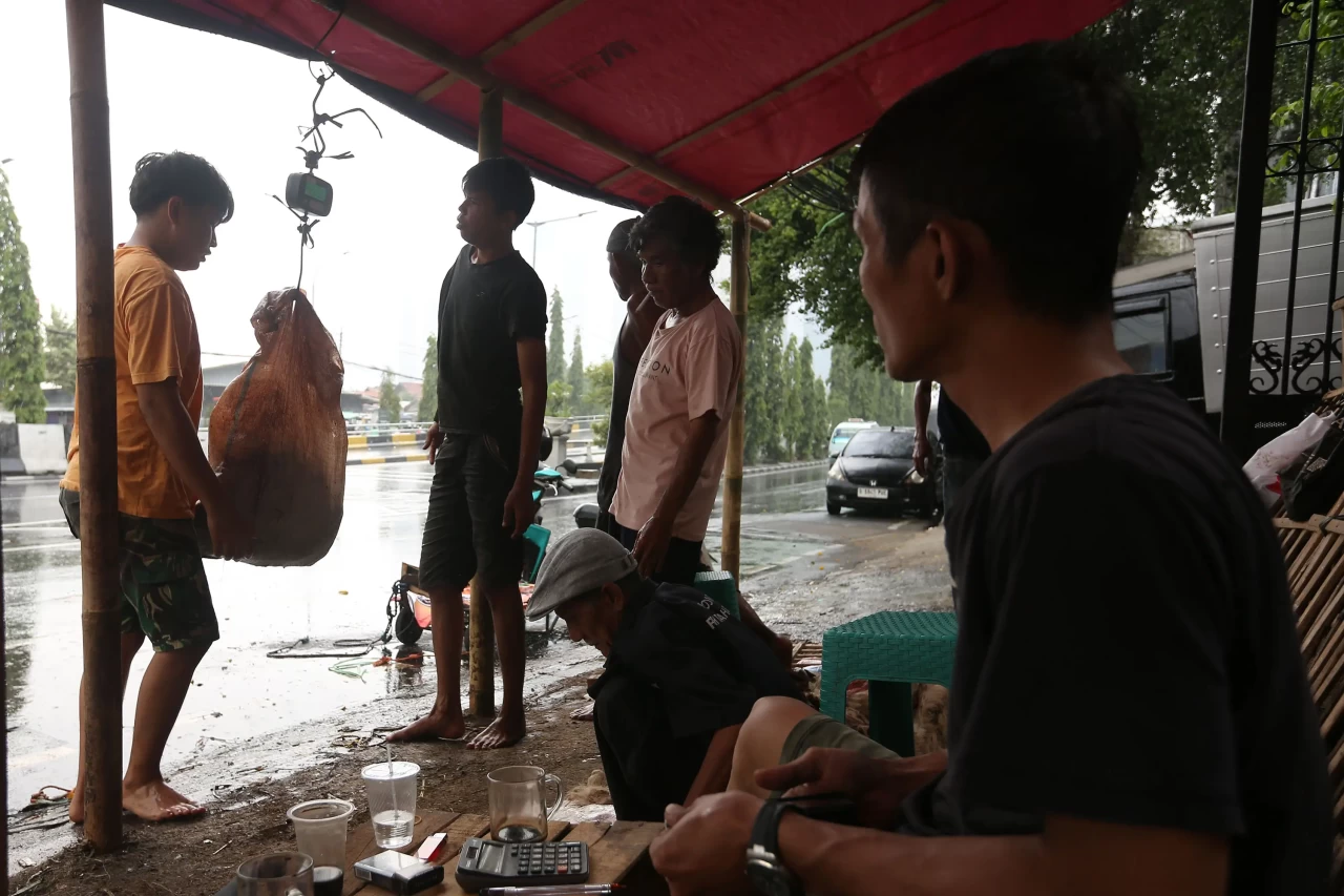 Pengepul Kulit Hewan...