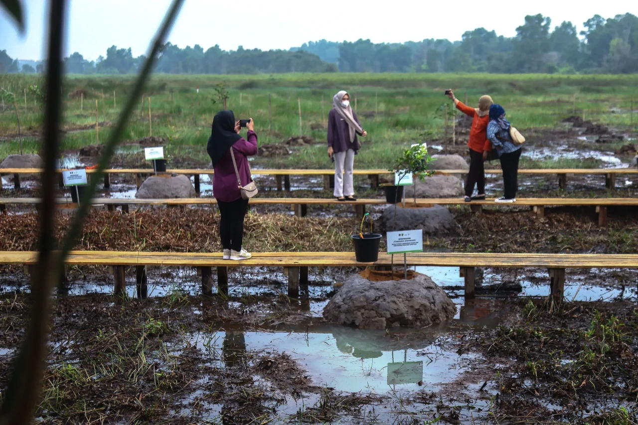 Taman Rawa Pertama Indonesia...