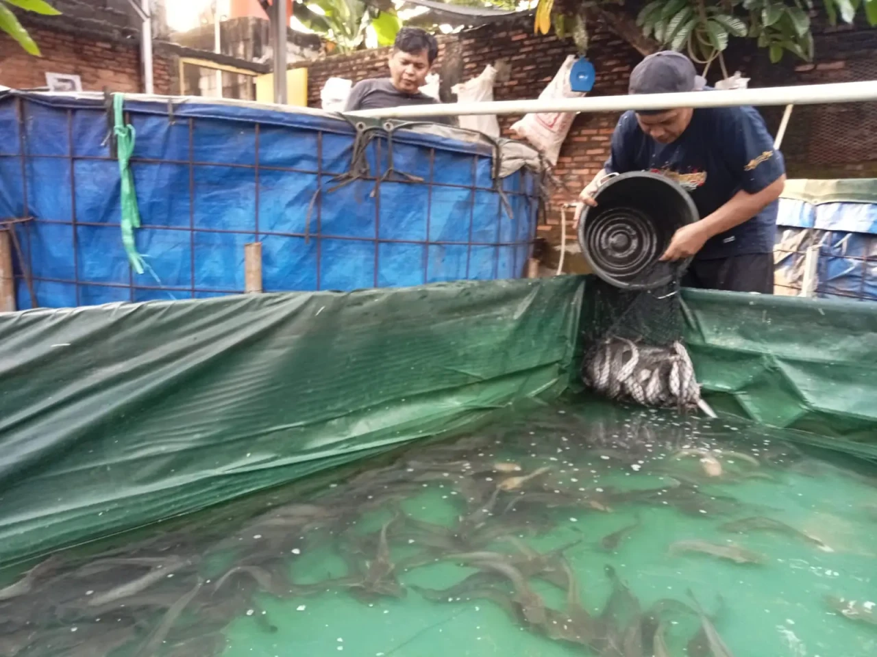 Melihat Budidaya Ikan...