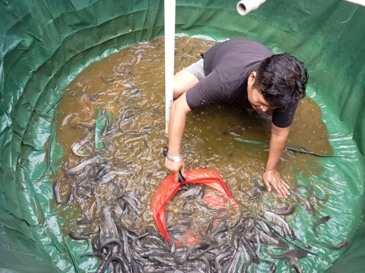 Melihat Budidaya Ikan...