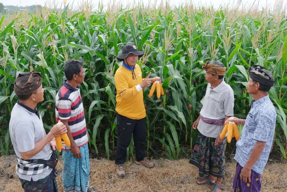 Syngenta Perkenalkan...