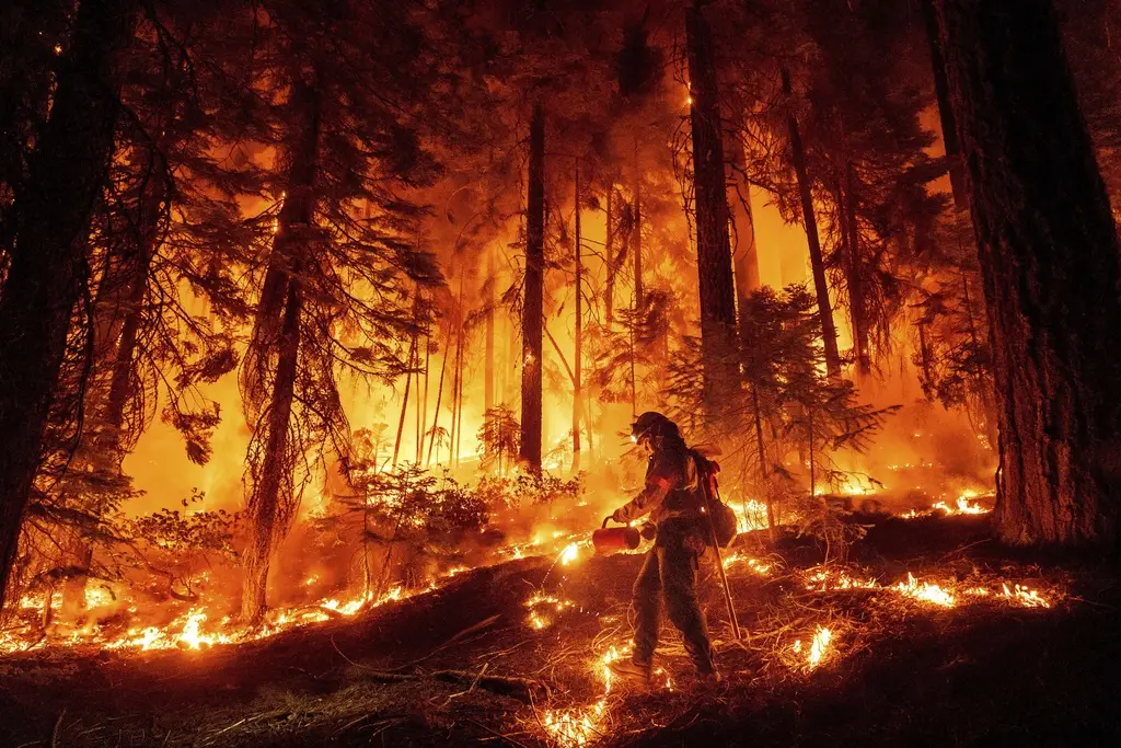 Api Neraka di Hutan...
