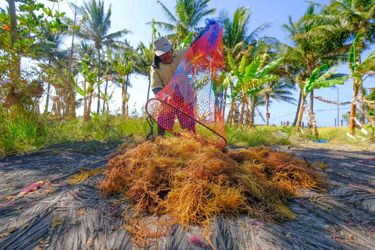 Geliat Petani Rumput...
