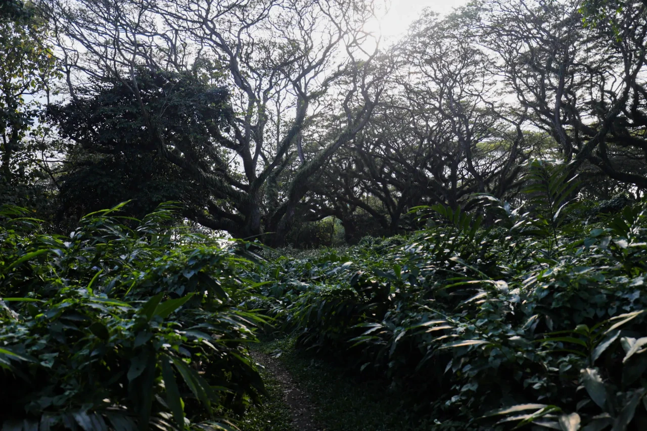 Wisata Hutan Pohon Trembesi...