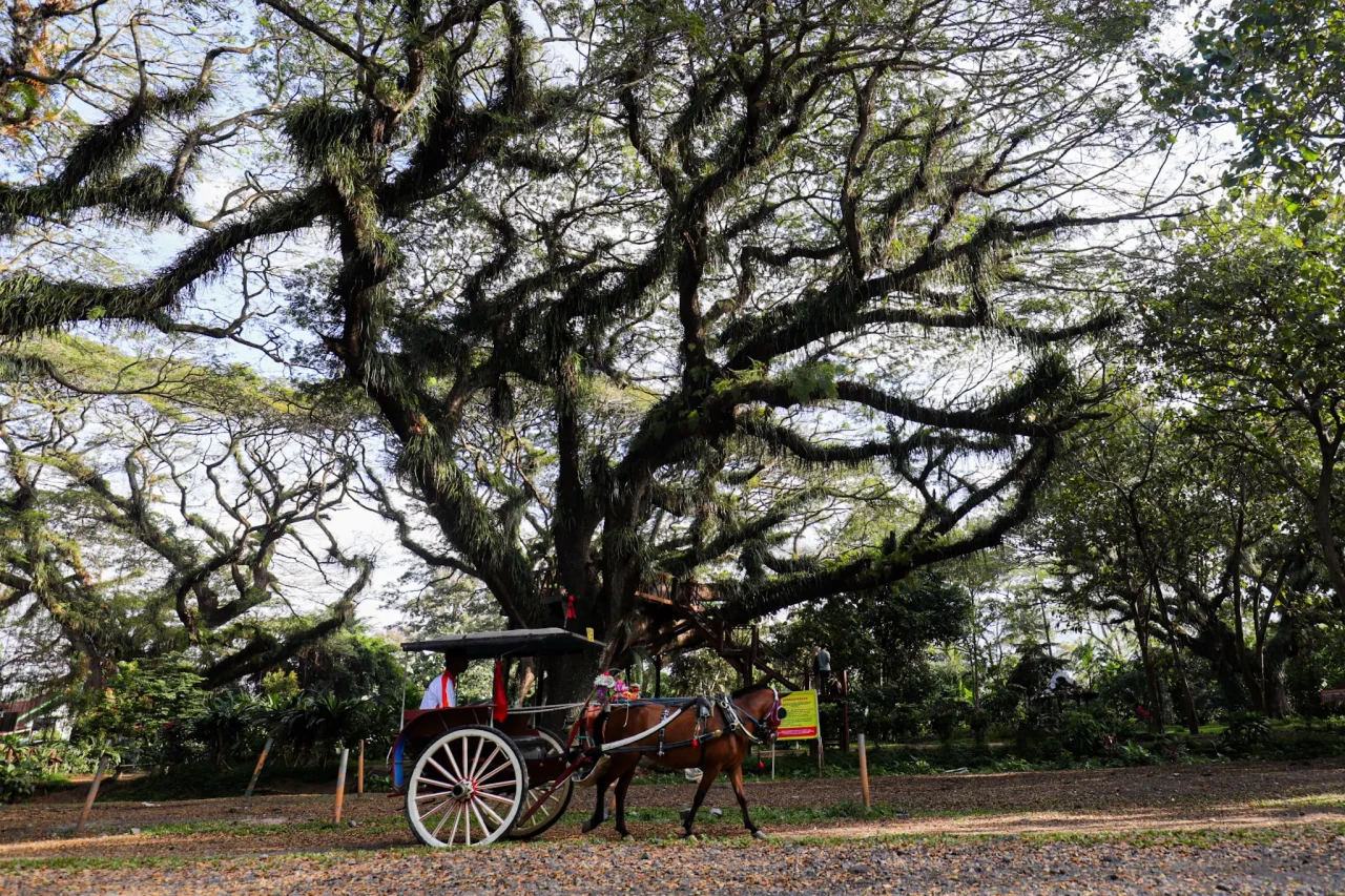 Wisata Hutan Pohon Trembesi...