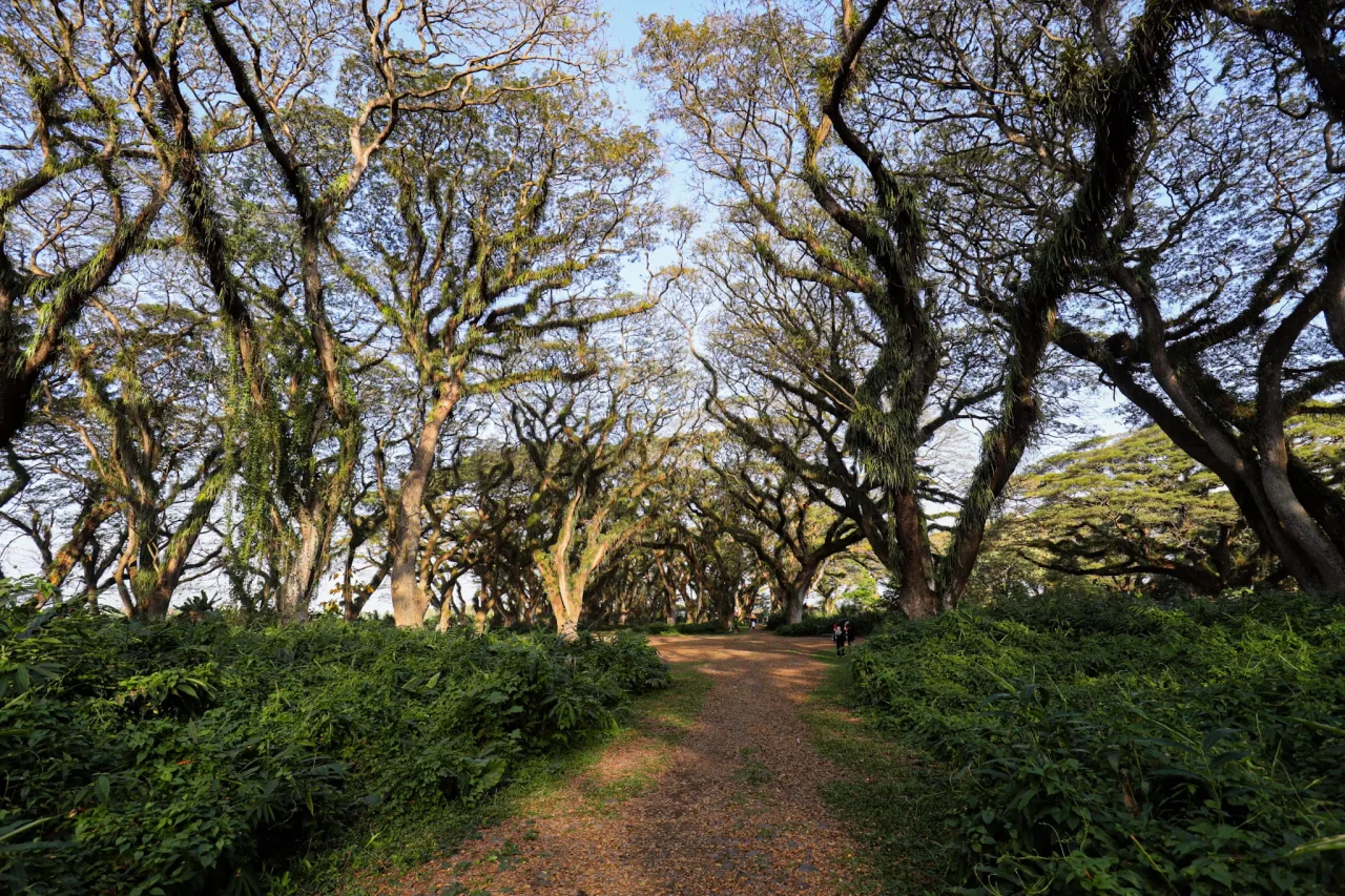 Wisata Hutan Pohon Trembesi...