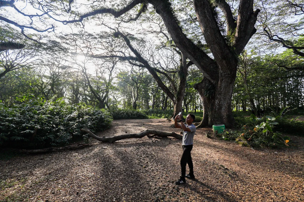 Wisata Hutan Pohon Trembesi...
