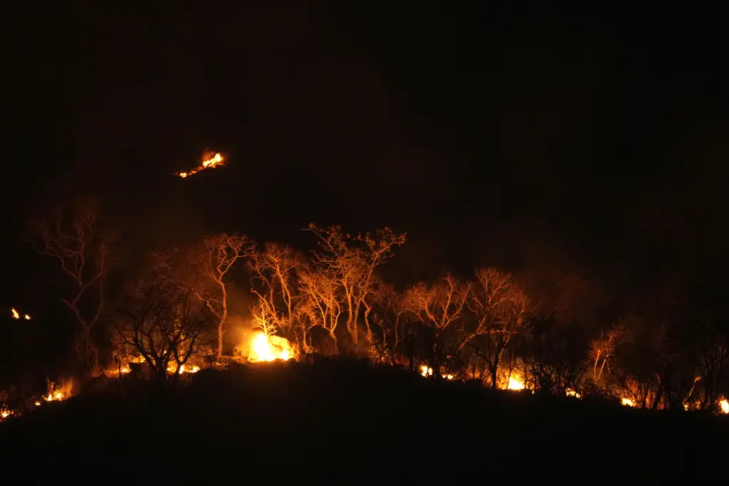 Kebakaran Hutan Menghancurkan...