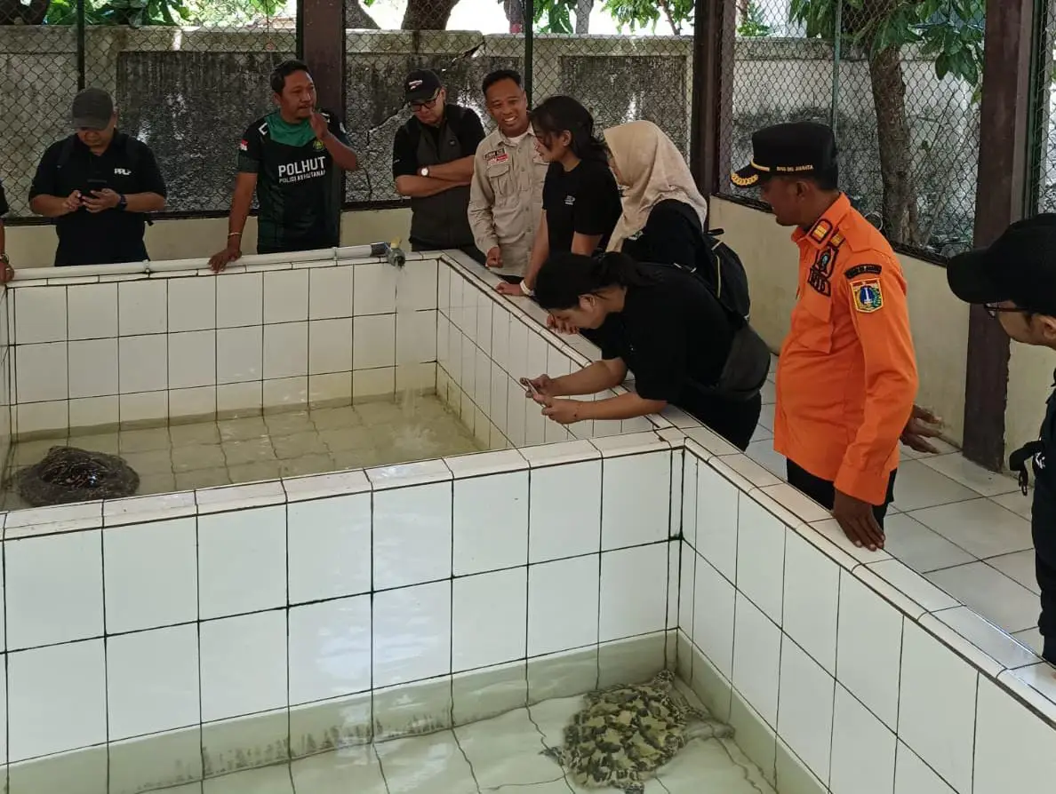 Pelepasan Penyu dan...