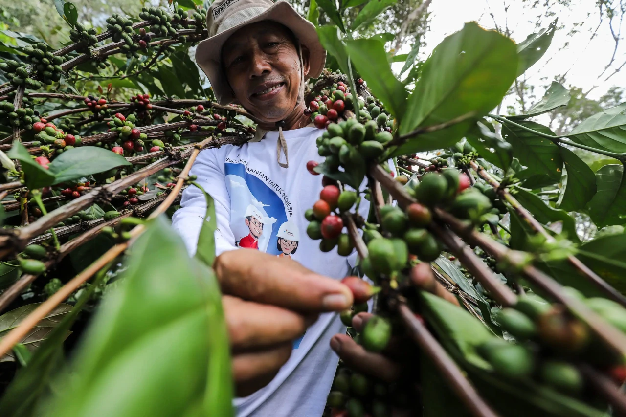 Kampung Kopi Luwak Liberika:...