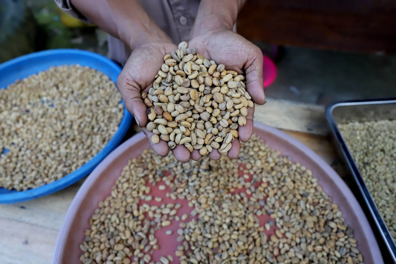 Kampung Kopi Luwak Liberika:...