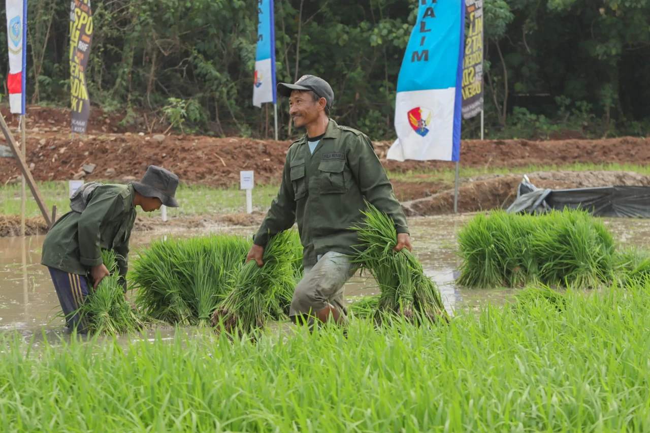 Program Tanam Padi TNI...