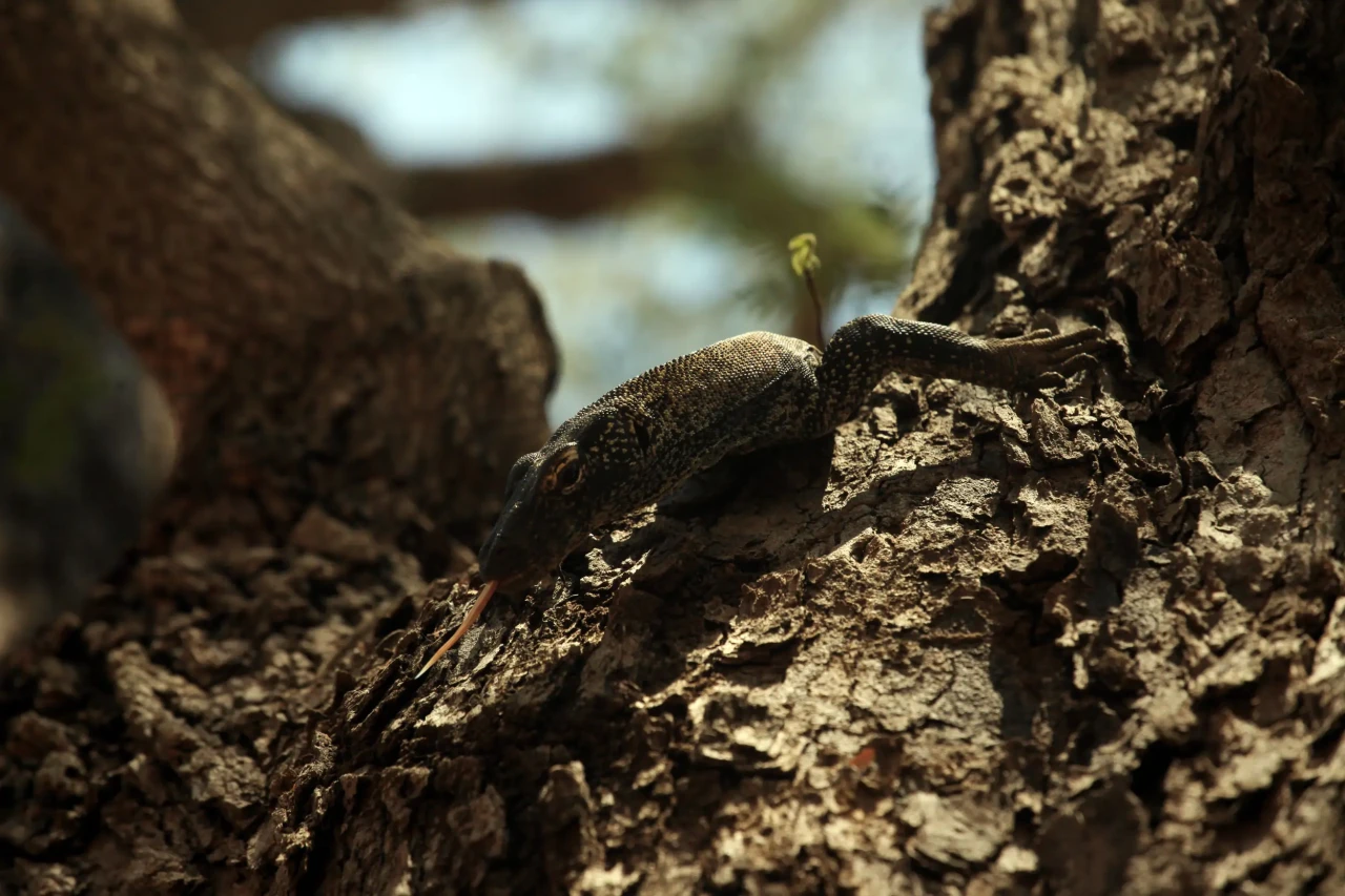 Menelusuri Jejak Komodo...