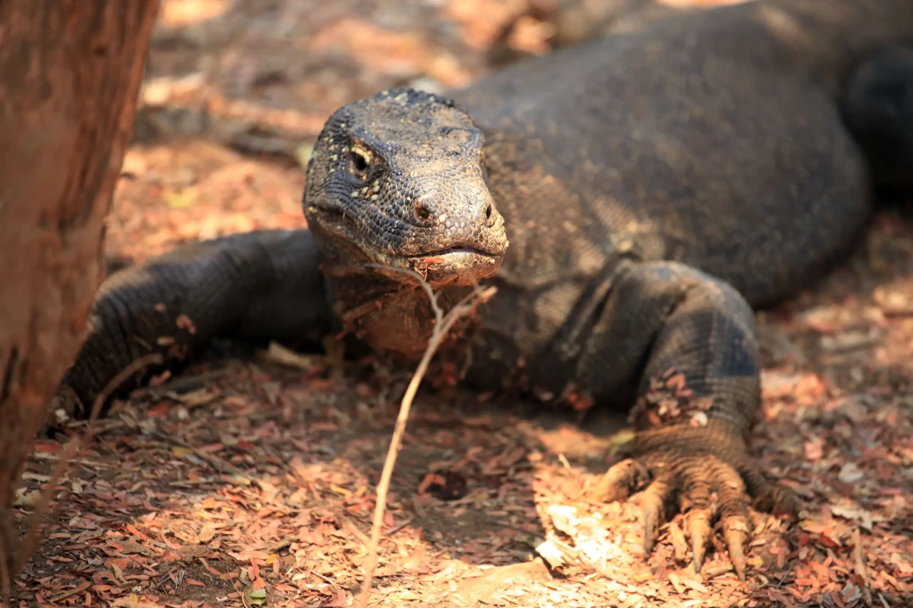 Menelusuri Jejak Komodo...